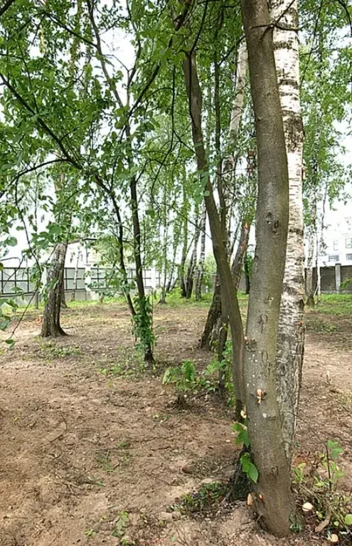 Лесной участок ИЖС в поселке на Новорижском ш. 9 км от МКАД - Фото 8