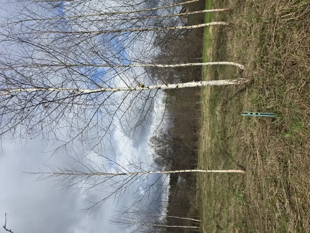 Продаю участок 10 соток в пос. Гарь-Покровское - Фото 8