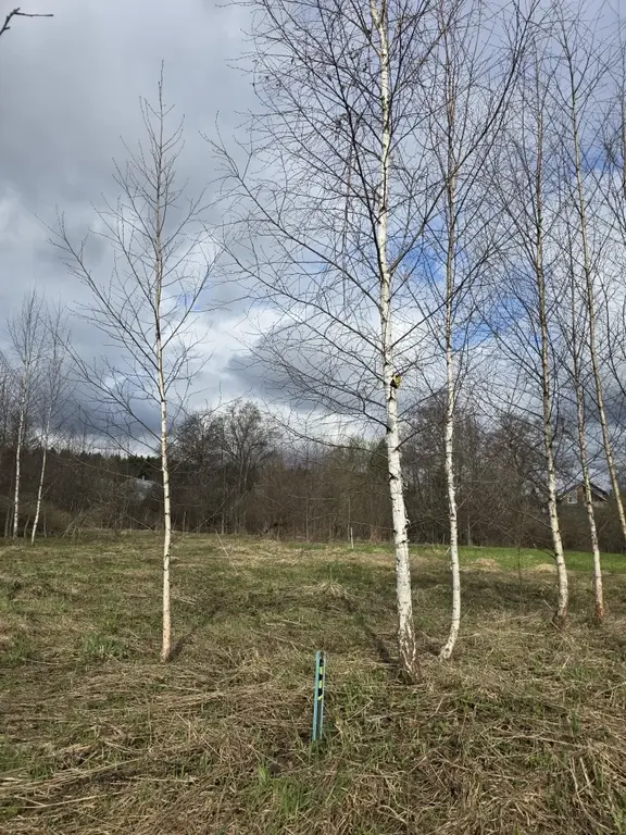 Продаю участок 10 соток в пос. Гарь-Покровское - Фото 8