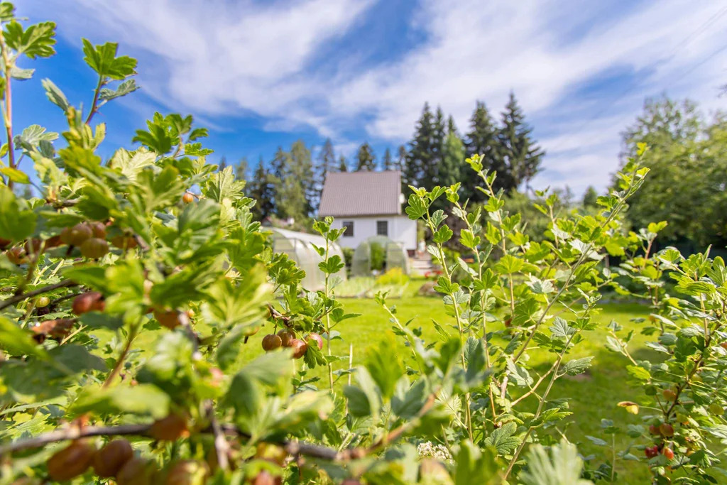 Дача у Вуоксы, всего 200 метров до воды – живите ближе к природе! - Фото 22