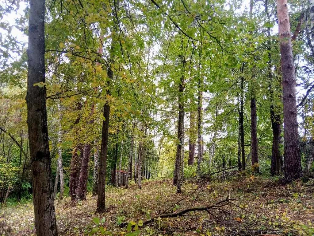 Лесной участок со склоном на Рублевке, рельефный с панорамными видами - Фото 7