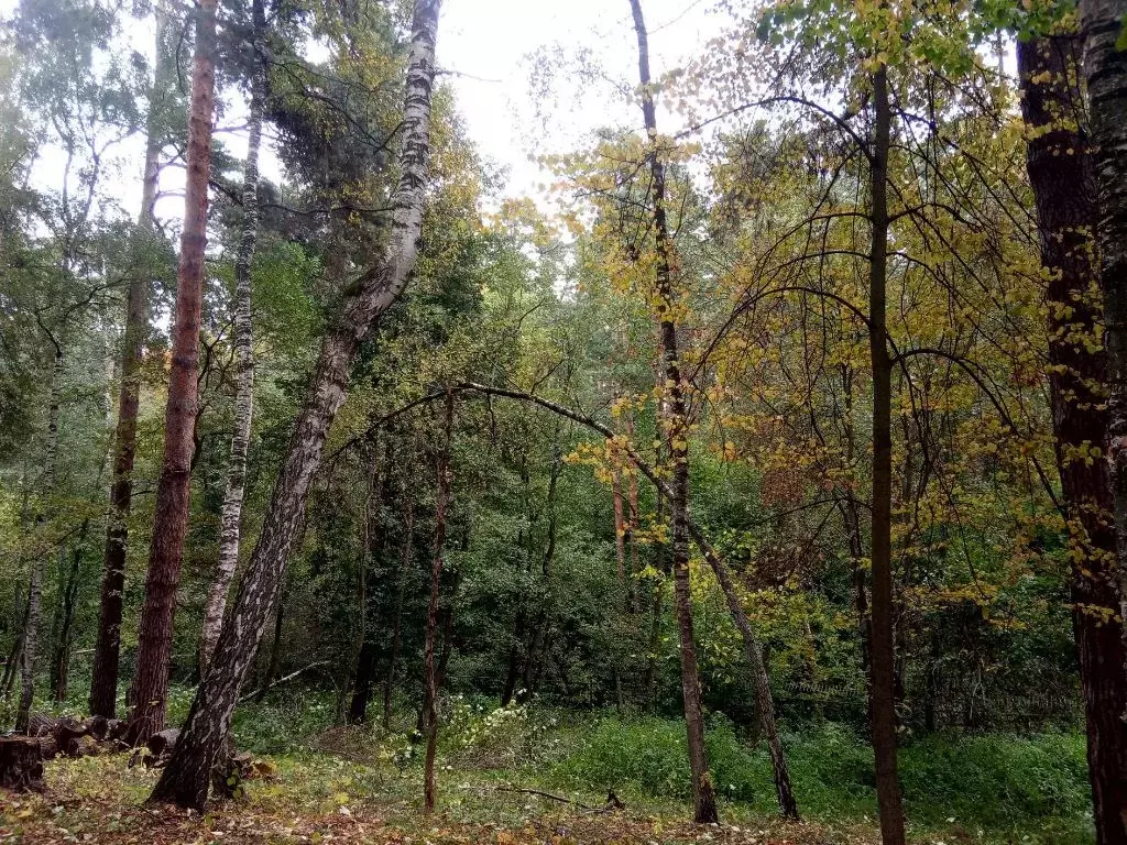 Лесной участок со склоном на Рублевке, рельефный с панорамными видами - Фото 8