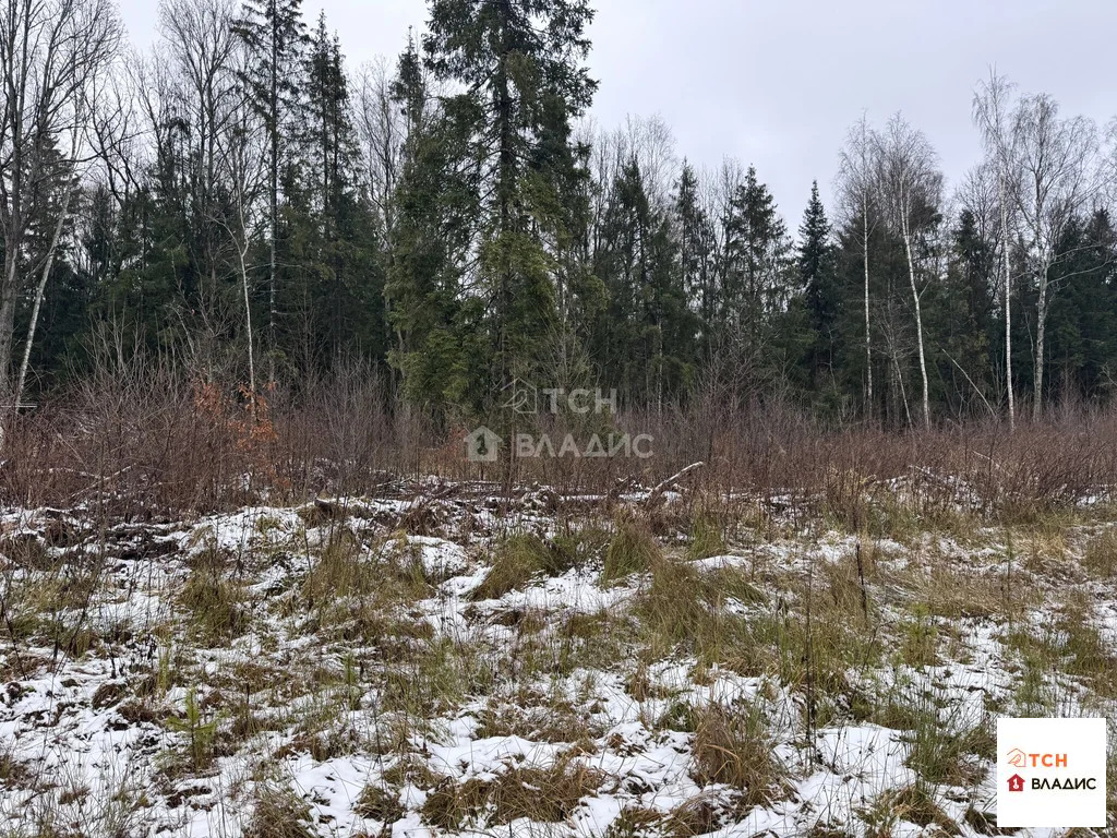 Продажа участка, Могильцы, Лотошинский район - Фото 4