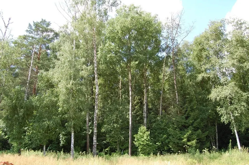 Лесной участок в элитном поселке на Рублевке по низкой цене - Фото 4