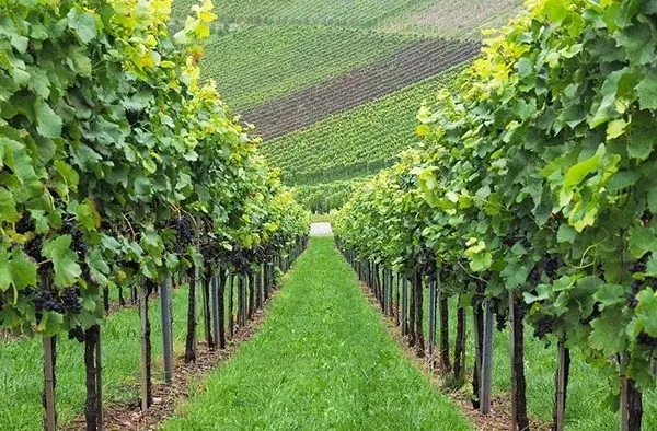 Ферма с производством вина и оливкового масла в Тоскане, Италия - Фото 5