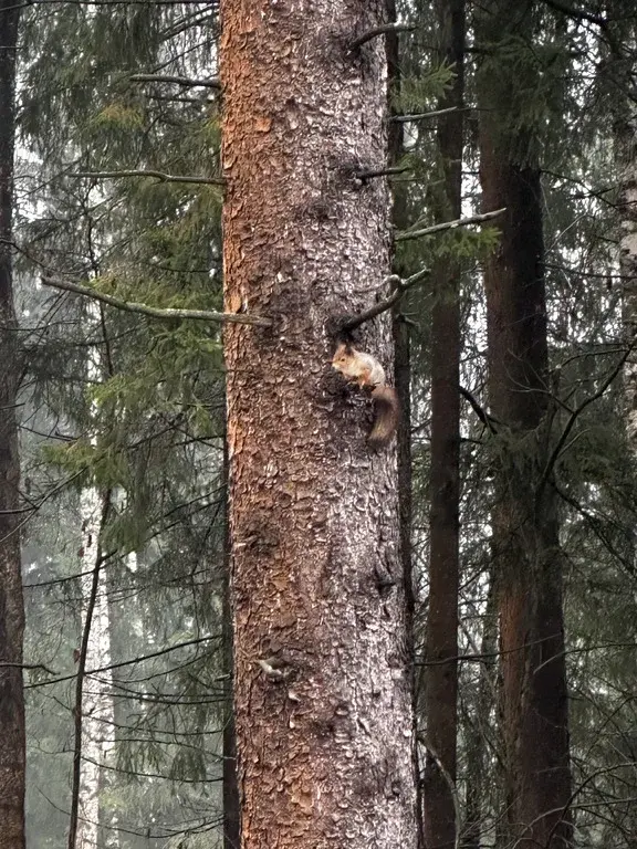Земельный участок 15 соток в Московская обл., пос. Некрасовский - Фото 6