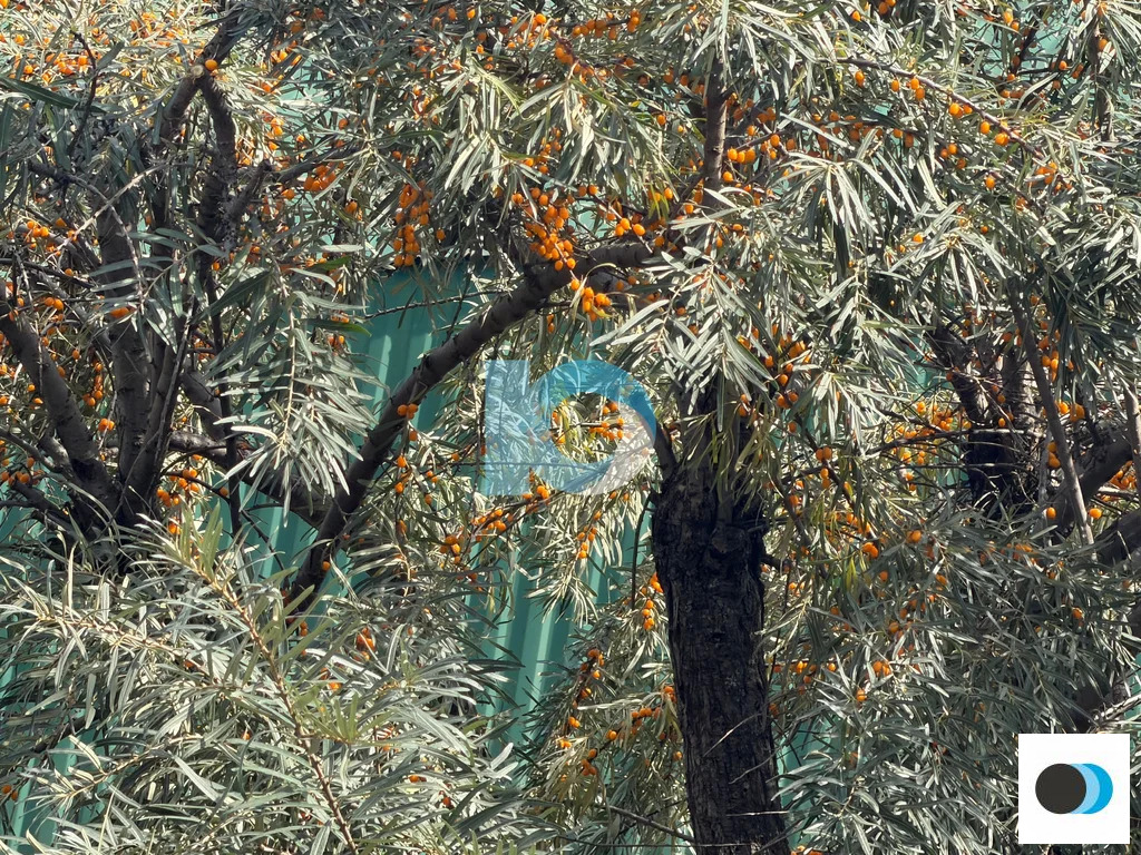 Продажа дома, Иглинский район, ул Рябиновая - Фото 26