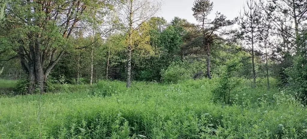 Участок в Осотно 20 соток (Новгородская область) - Фото 3