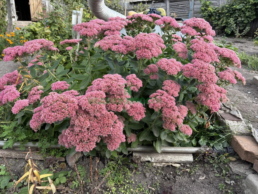 Продажа дома, Вольск, ул. Орджоникидзе - Фото 16