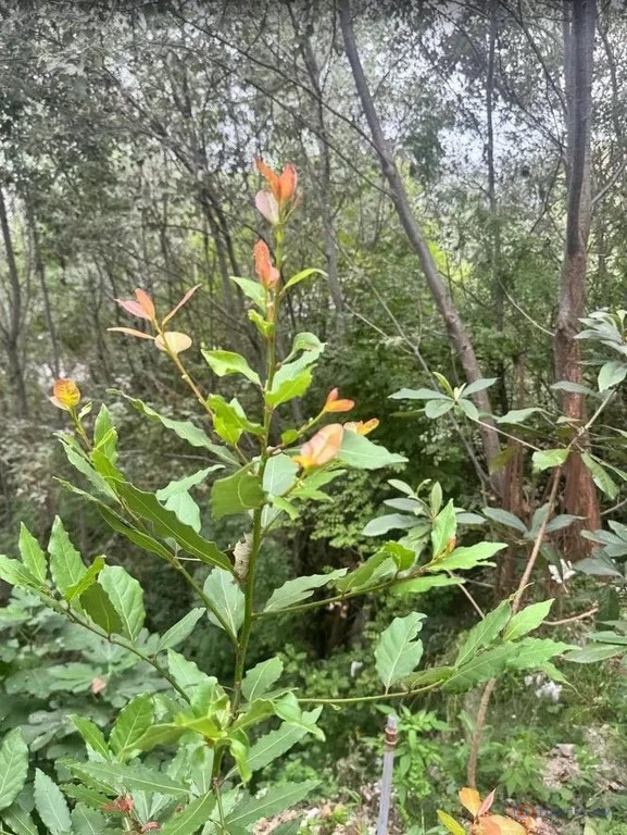 Продажа участка, Сочи, ул. Санаторная - Фото 4