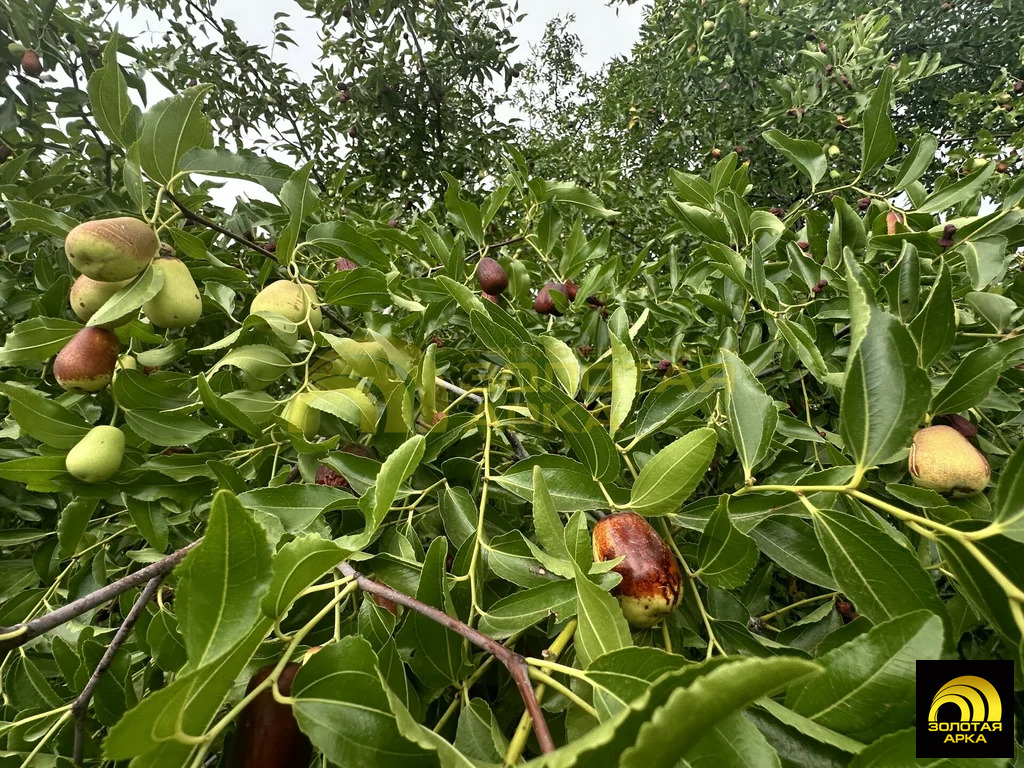 Продажа дома, Вышестеблиевская, Темрюкский район, ул. Пушкина - Фото 8