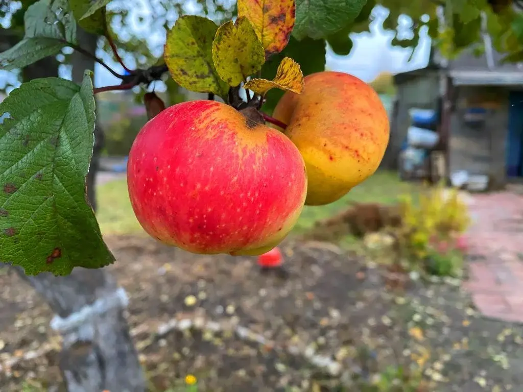 Участок на улице Механизаторов - Фото 10