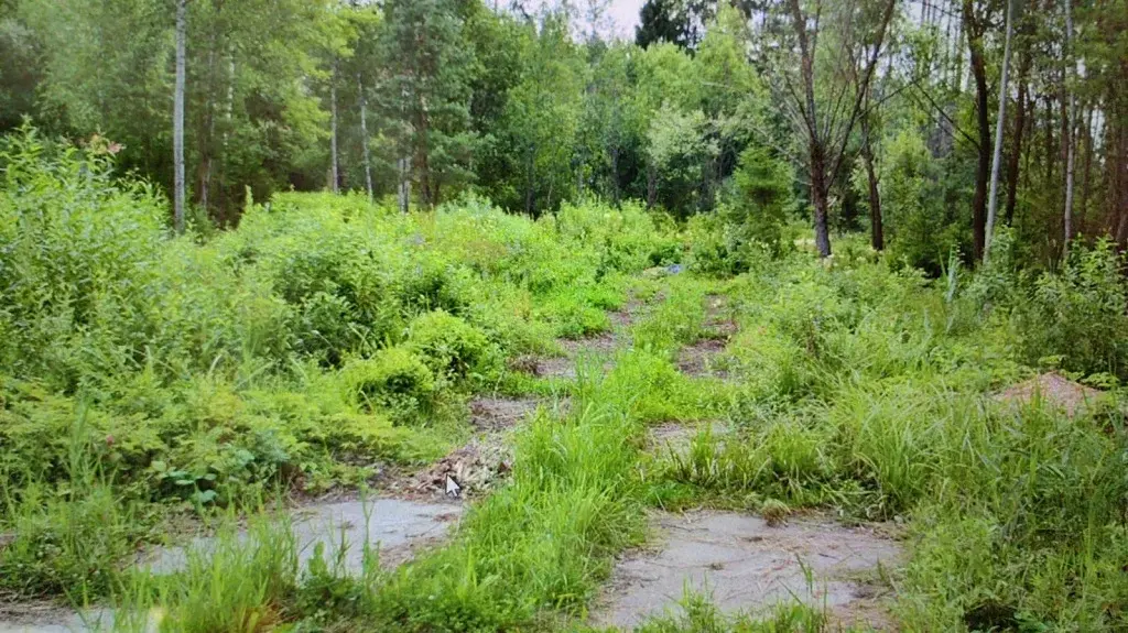 Продажа лесного участка в тихом месте на Рублевке на Николиной горе - Фото 10