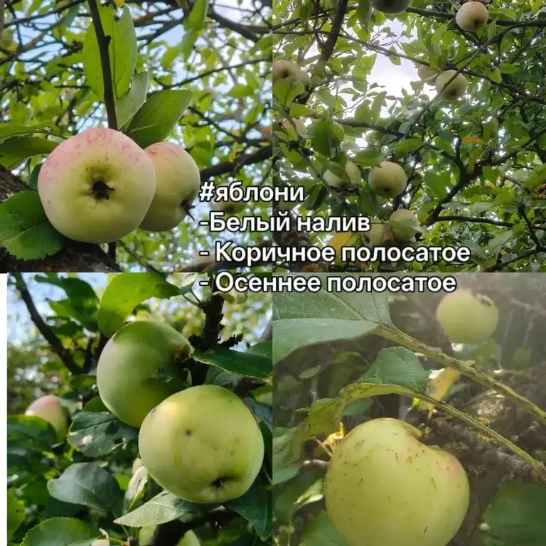 Дача в СНТ Огонек - Фото 3