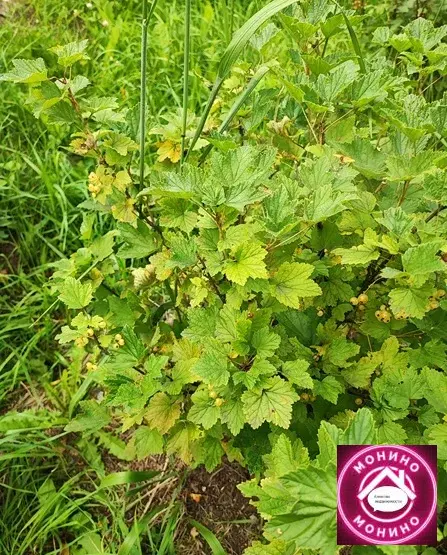 Продам дачу. - Фото 10