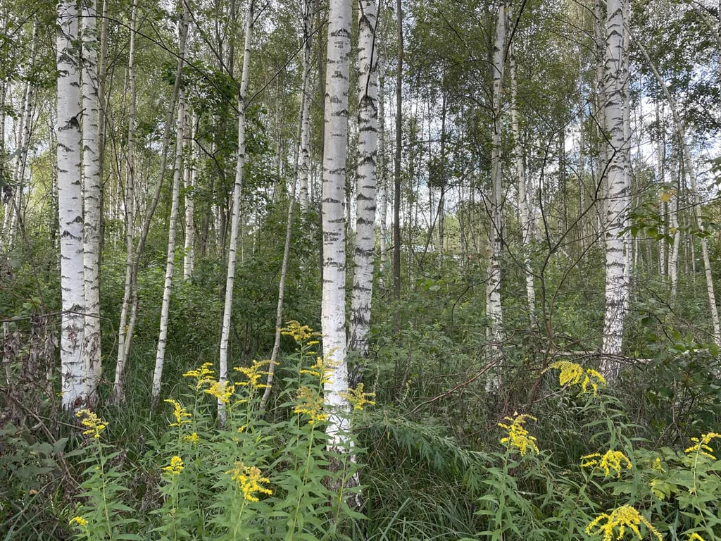 Продажа участка, Дмитровский район - Фото 7