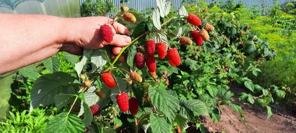 Дом в деревне Тимохино - Фото 39