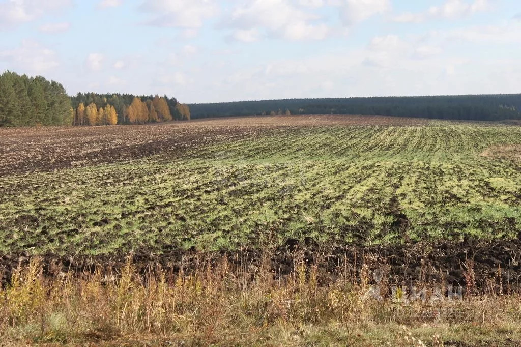 Участок березовский свердловская область. Поле в Березовском.