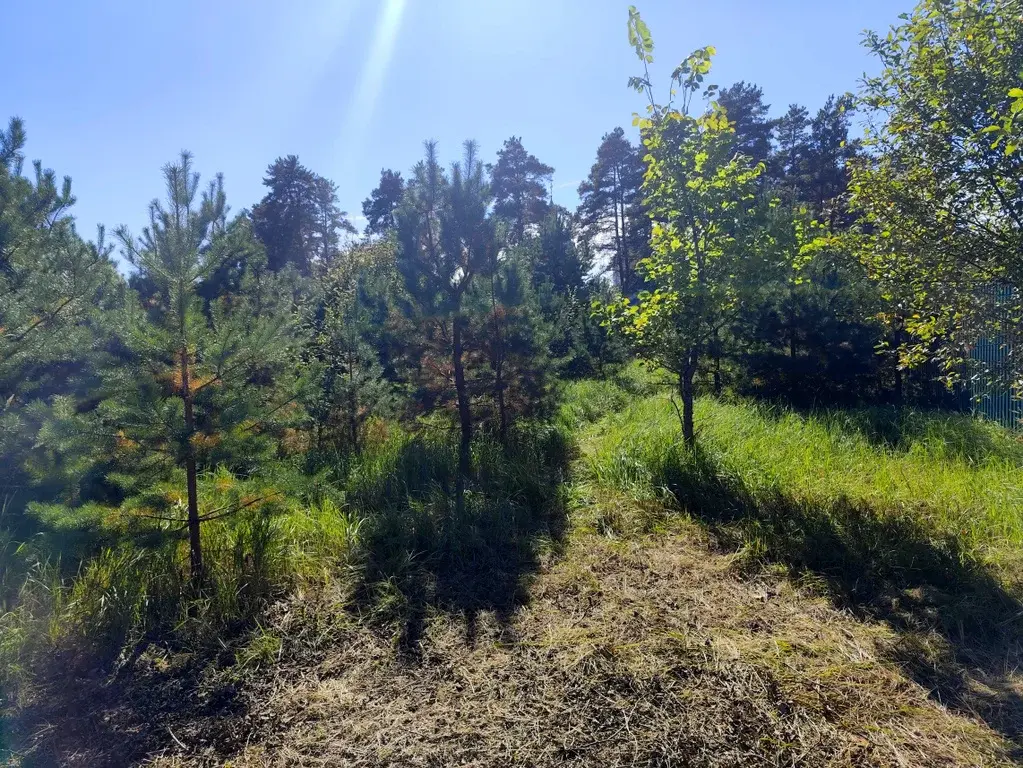 Продаю лесной участок около Храма в п. Горка - Фото 8