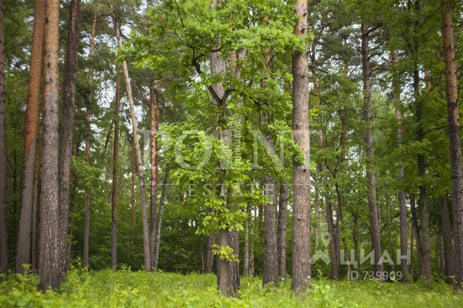 Городской округ лесной