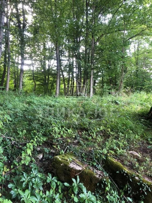 Продажа участка, Цыпка, Туапсинский район - Фото 9