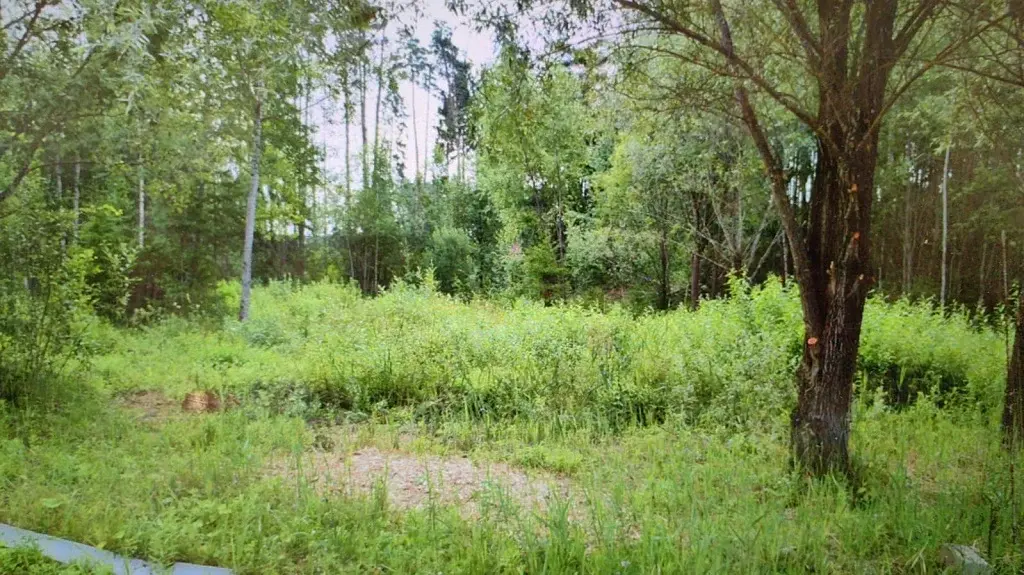 Продажа лесного участка в тихом месте на Рублевке на Николиной горе - Фото 11