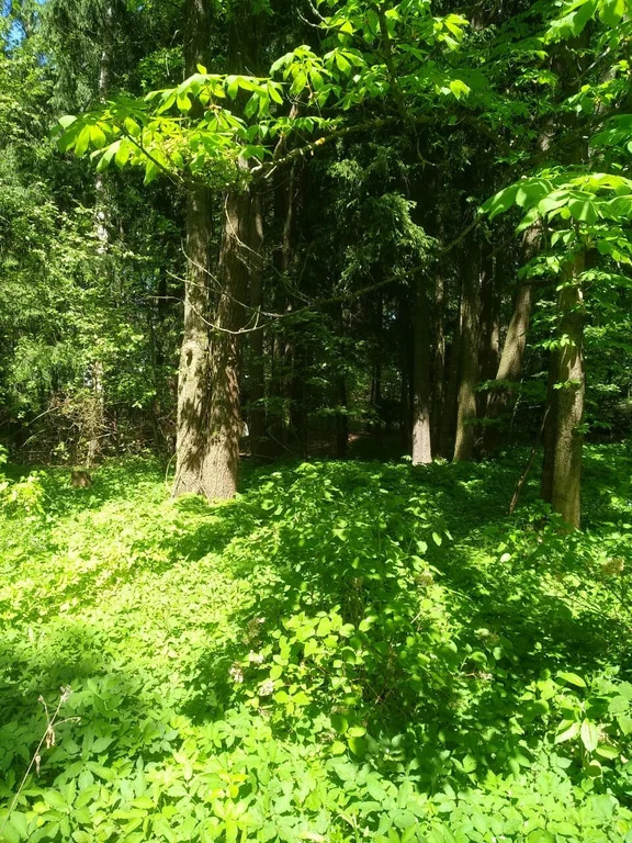 Продажа участка, Лобня, Кооперативная улица - Фото 2