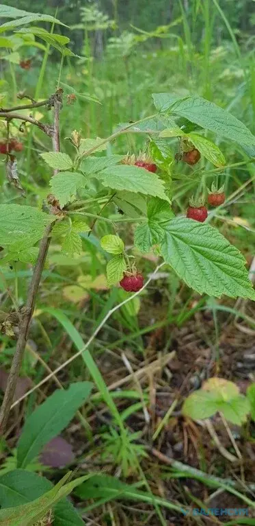 Продажа ЗУ в СНТ Сосновый бор, Куйвозовское СП, ж/д ст. 47 км - Фото 12