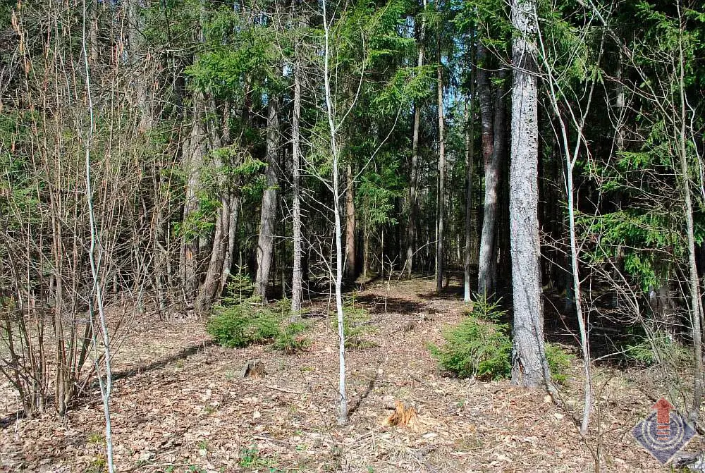 Участок у леса в СНТ Движенец, д. Савеловка, Наро-Фоминский район - Фото 5
