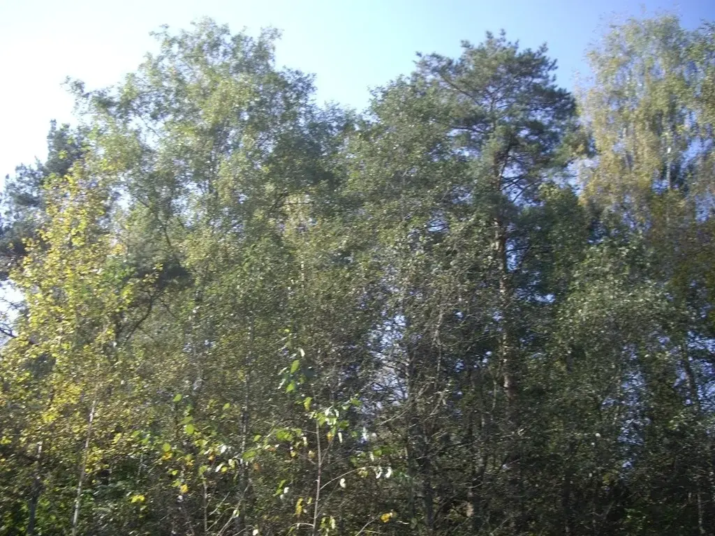 Лесной участок ИЖС в поселке на Новорижском ш. 9 км от МКАД - Фото 2