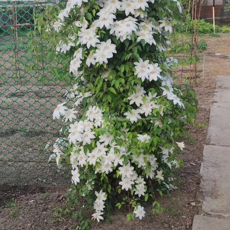 Продажа дома, Георгиевск, Красноармейский пер. - Фото 7