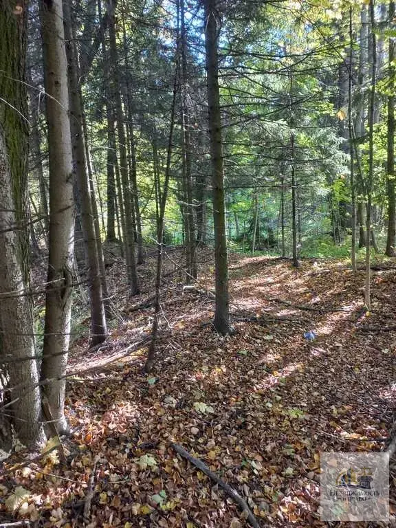 Продается участок 54 км Ленинградского шоссе - Фото 8