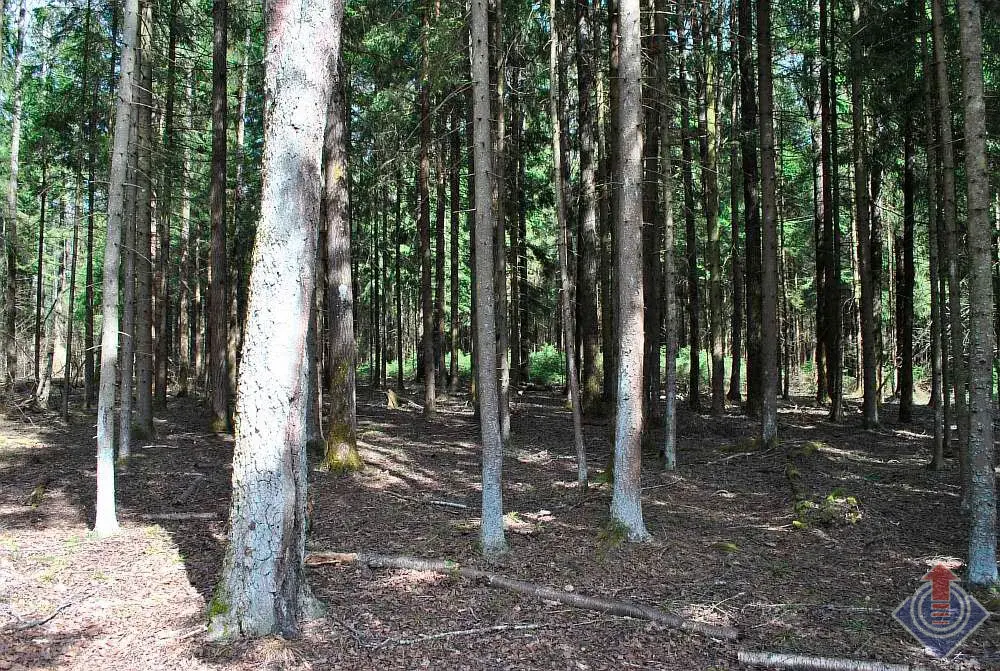 Участок у леса в СНТ Движенец, д. Савеловка, Наро-Фоминский район - Фото 6