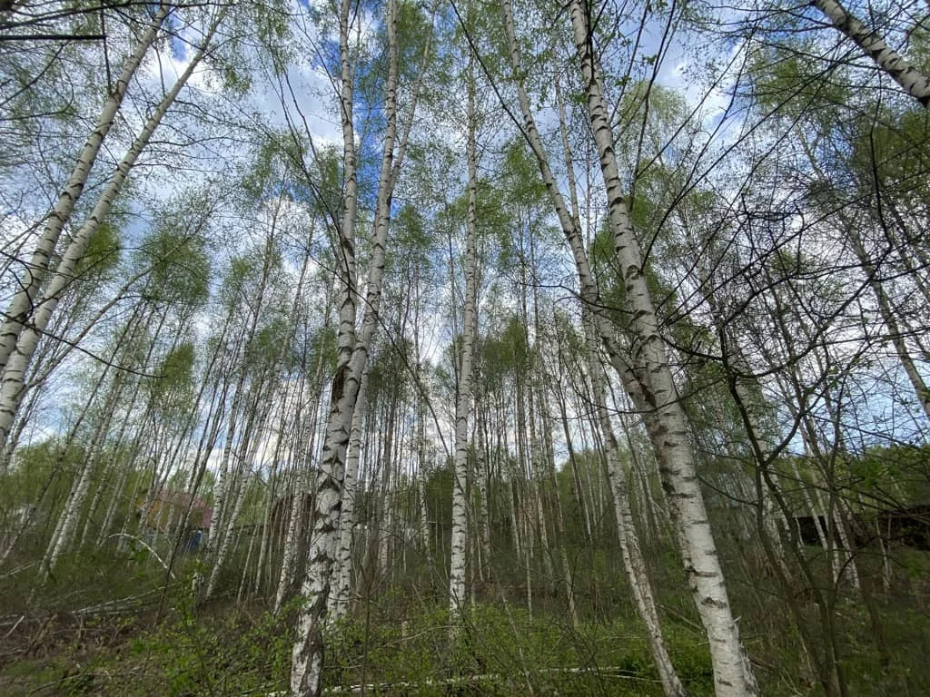 Продажа участка, Дмитровский район - Фото 12