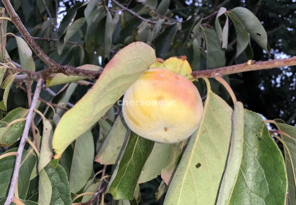 Продажа участка, Севастополь, территория СТ Сосновый Бор - Фото 3