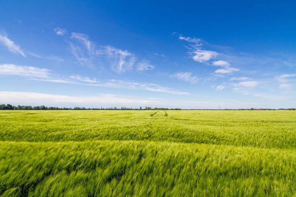 Продажа земельного участка, Знаменский - Фото 5