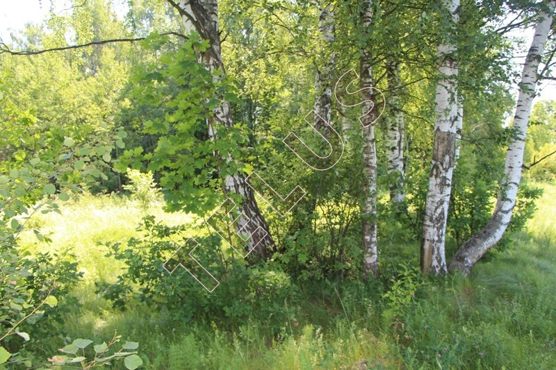 МО, Богородский г.о., с. Богослово, Земельный участок 7 га (ном. ... - Фото 7