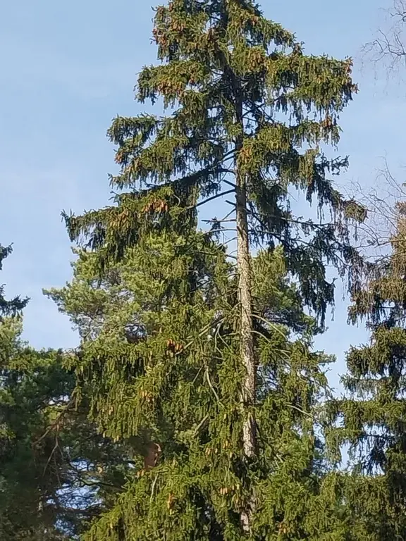 Участок 12 соток. д.Пехорка, Люберецкий р-н - Фото 8