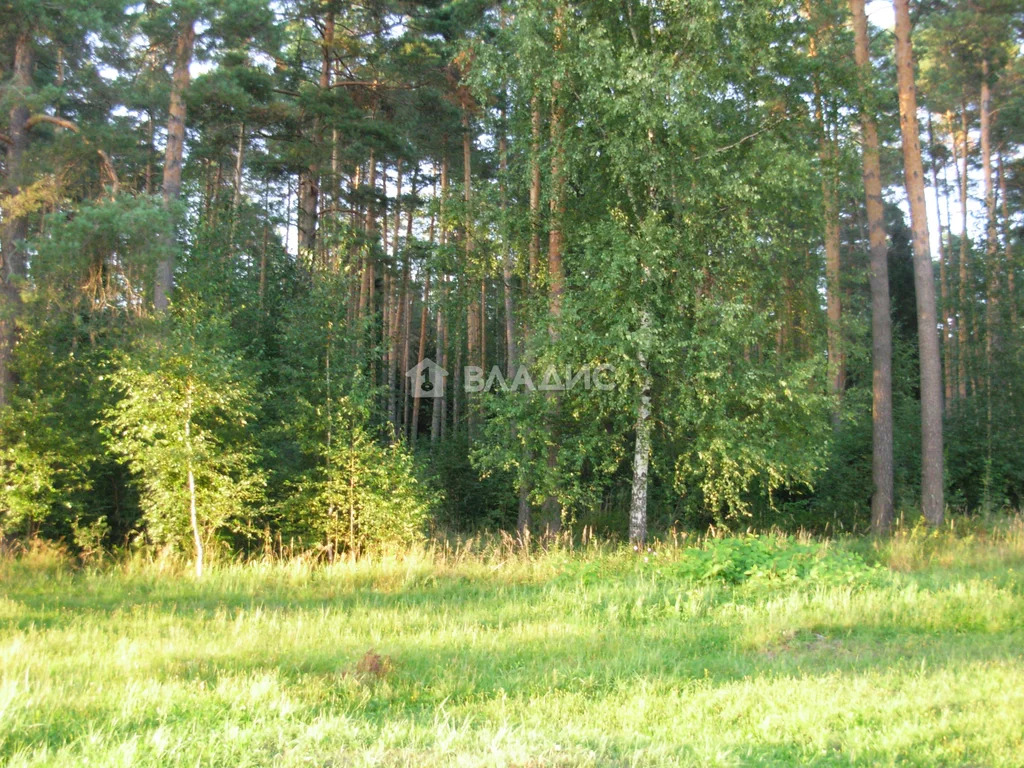 Судогодский район, деревня Кудрявцево,  земля на продажу - Фото 5