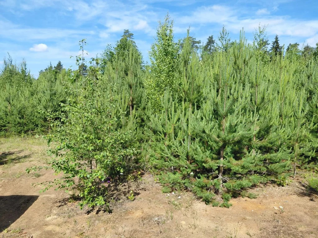 Земельные участки общей площадью 17 546 кв.м. в Ленинградской области - Фото 3