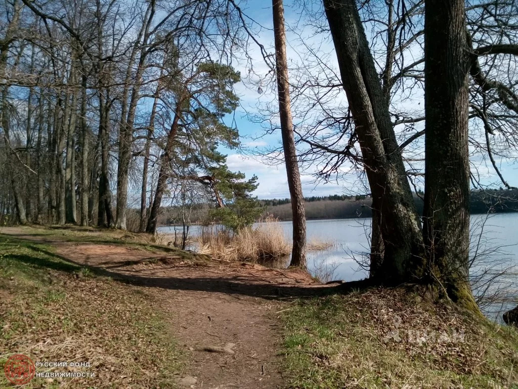 Орлино гатчинский район фото