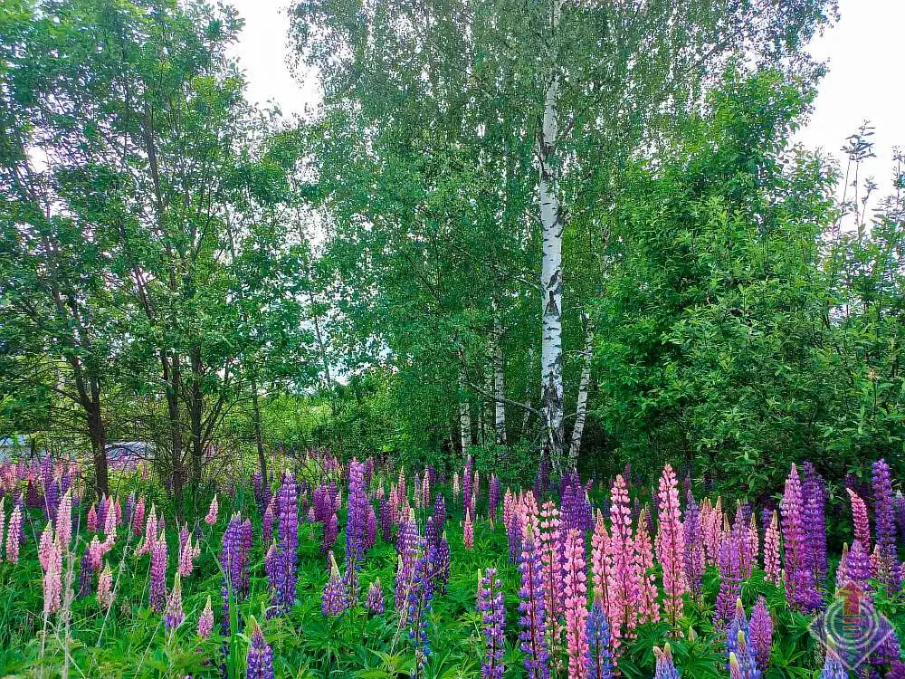 Продажа лесной дачи на 10 сот. в СНТ Порядино, Наро-Фоминский район - Фото 16