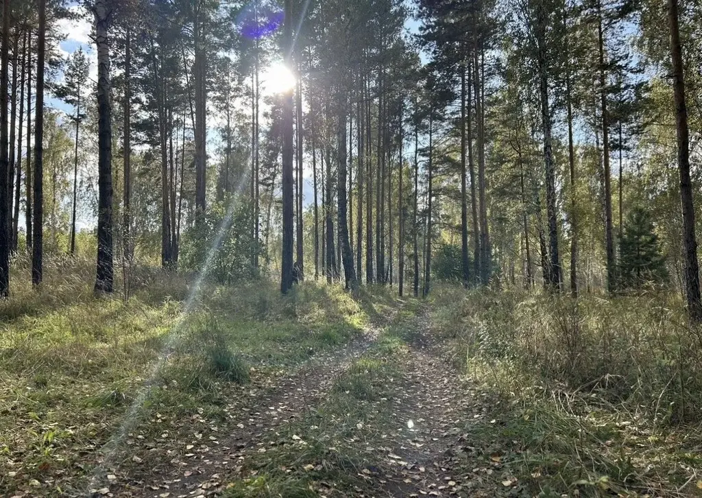 Земельный участок у леса - Фото 4