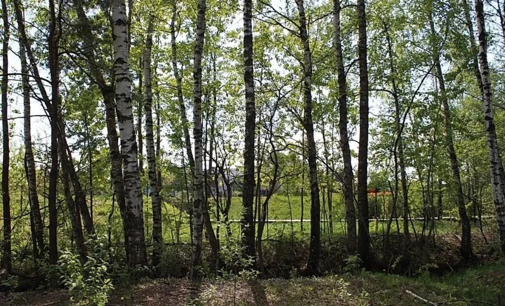 Продажа большого лесного участка в поселке на Новорижском шоссе 18км - Фото 12