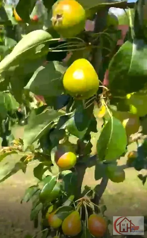 Участок-6 сот. пос. Знаменский, г. Краснодар - Фото 30