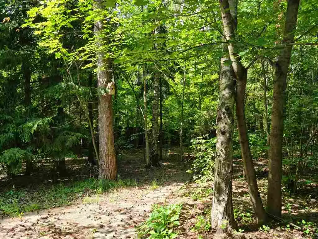 Рублево-успенское ш. 21км. д. Дарьино участок 16 соток леса - Фото 11