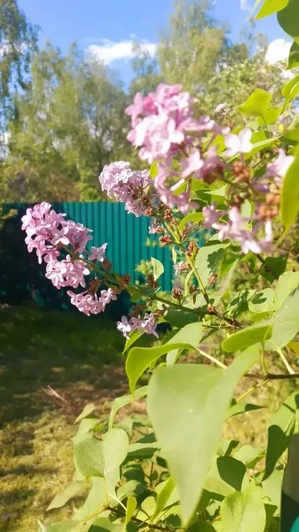Дача в СНТ Огонек - Фото 31