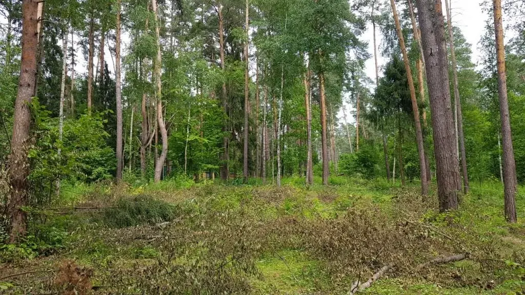 Купить Участок В Сосновом Лесу Ленинградской Области