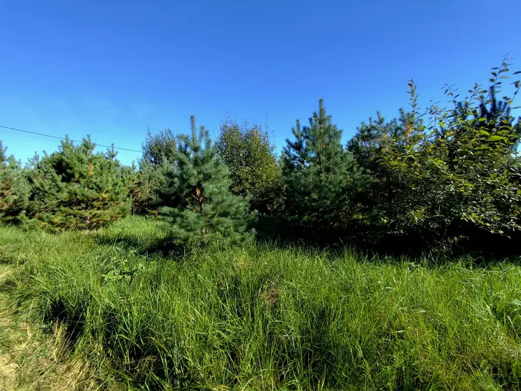 Продаю лесной участок около Храма в п. Горка - Фото 14