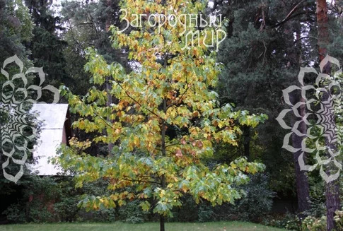 Продам дом, Новорязанское шоссе, 12 км от МКАД - Фото 10